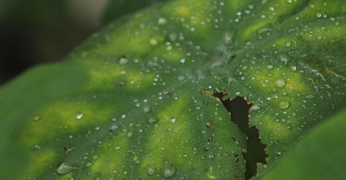 découvrez les subventions environnementales pour soutenir vos projets écologiques. accédez à des financements, conseils et ressources pour préserver l’environnement et encourager l’innovation durable.