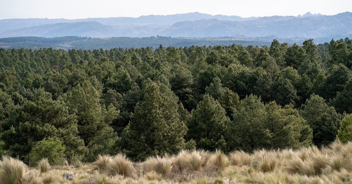 découvrez tout ce qu'il faut savoir sur les lois environnementales : leur importance, leur fonctionnement, et comment elles protègent la planète contre la pollution et les atteintes à la biodiversité.