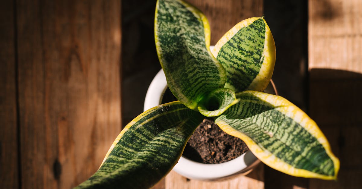 découvrez tout ce qu'il faut savoir sur les lois environnementales, leur importance, leurs objectifs et leur impact pour protéger la nature et garantir un avenir durable.
