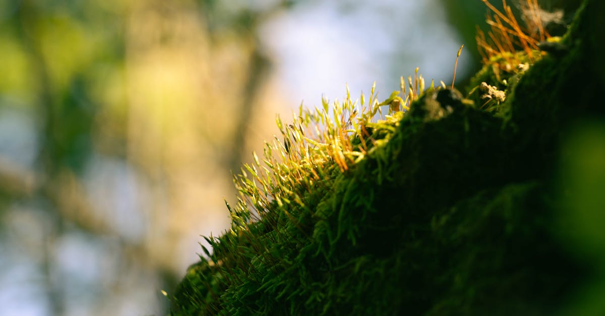 découvrez les politiques environnementales : enjeux, objectifs et mesures pour protéger la planète. informez-vous sur les stratégies mises en place pour un avenir plus durable.