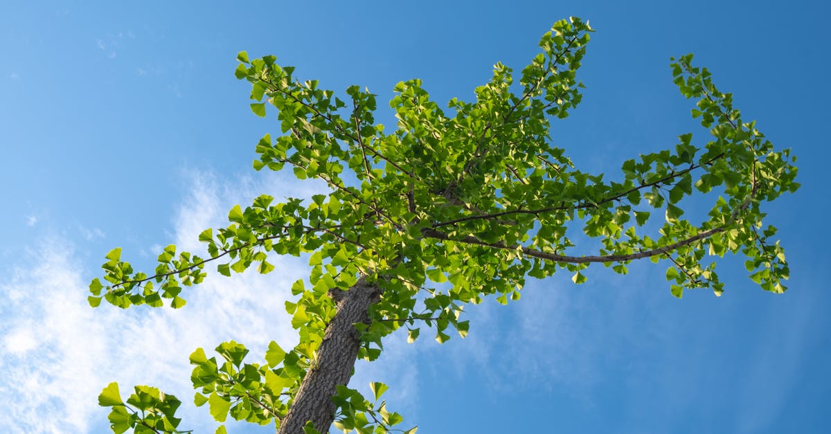 découvrez les enjeux et les solutions liés à la réforme environnementale : politiques, innovations et actions pour un avenir durable.