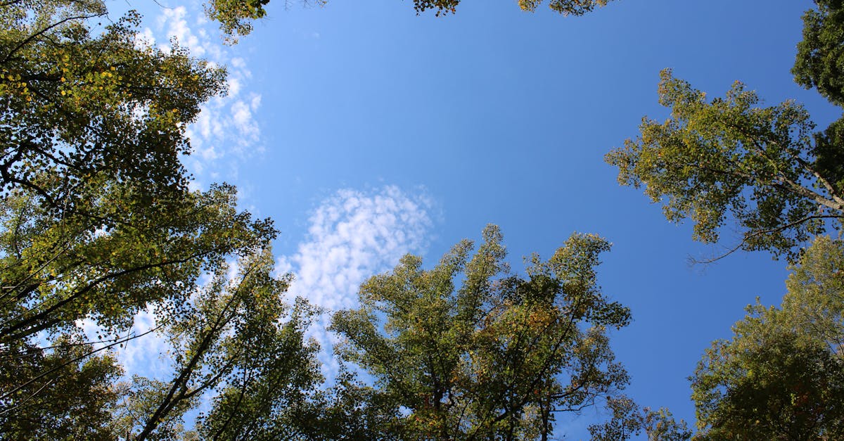 découvrez les dernières réglementations environnementales, leur impact sur les entreprises et la société, ainsi que les meilleures pratiques pour respecter la législation en vigueur.