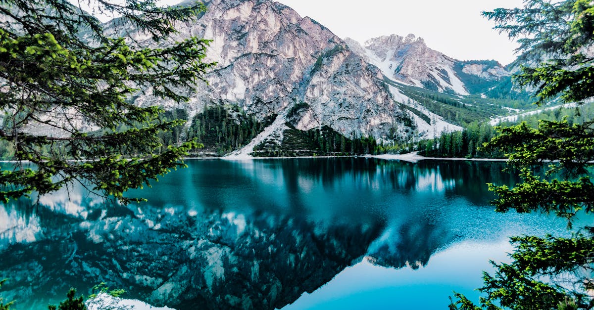découvrez tout sur les forêts : leur importance pour l’environnement, leur biodiversité unique, et les actions essentielles pour les protéger et préserver notre planète.