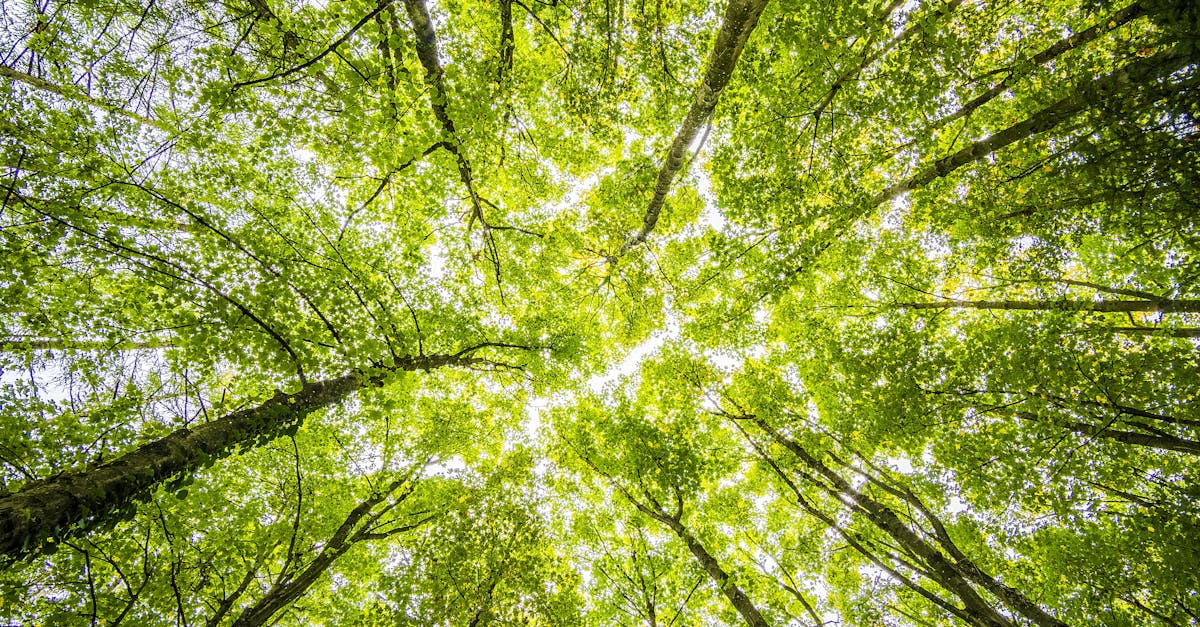 découvrez l'importance des forêts, leur rôle essentiel pour l'écosystème, la biodiversité et la lutte contre le changement climatique. explorez comment les préserver et leurs bienfaits pour la planète.