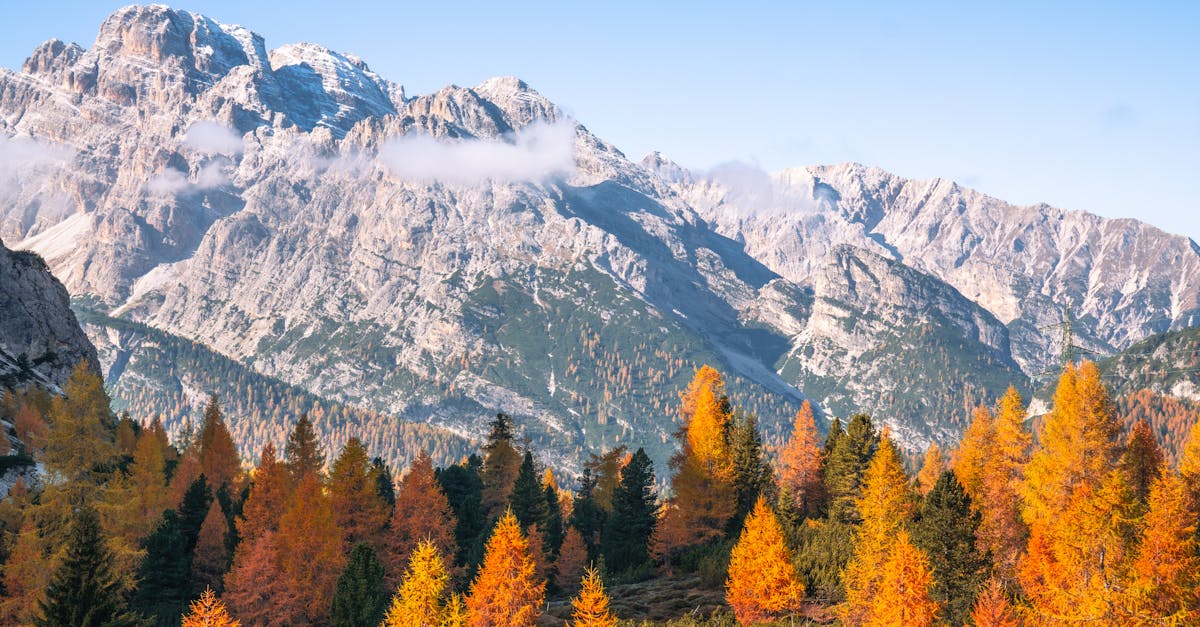 découvrez tout sur les forêts : leur importance écologique, la biodiversité qu’elles abritent, leur rôle dans le climat et les actions à mener pour leur préservation. informez-vous sur la richesse et les défis des forêts partout dans le monde.