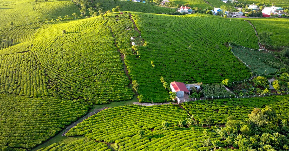 découvrez comment la green revolution a transformé l’agriculture mondiale en introduisant de nouvelles technologies, méthodes et variétés de cultures pour accroître la production alimentaire et lutter contre la faim.