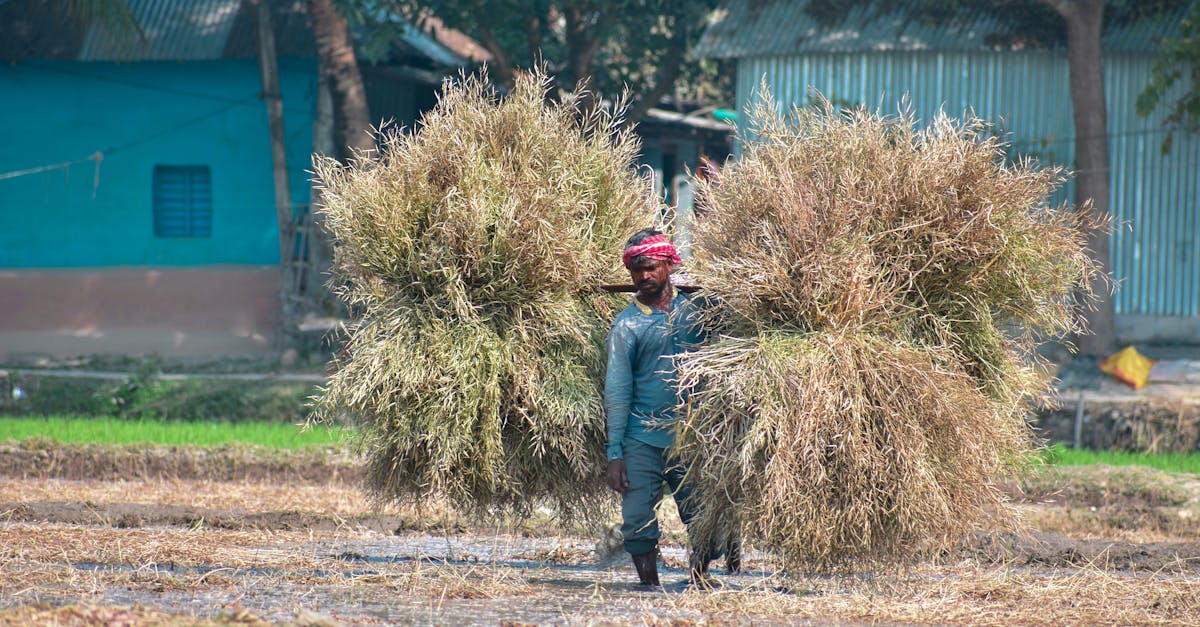 découvrez comment la green revolution transforme nos modes de production et de consommation pour un avenir plus durable, grâce aux innovations écologiques et aux pratiques responsables.