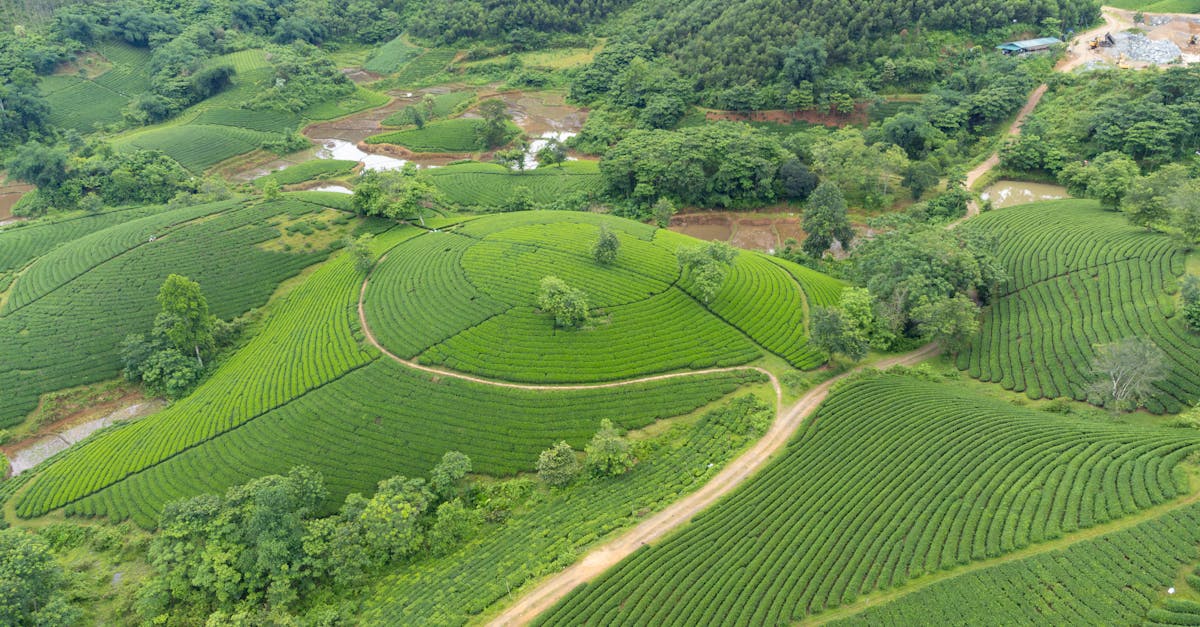 découvrez comment la green revolution a transformé l’agriculture mondiale grâce à l’innovation, à l’augmentation des rendements et à la sécurisation alimentaire, tout en soulevant de nouveaux défis environnementaux et sociaux.