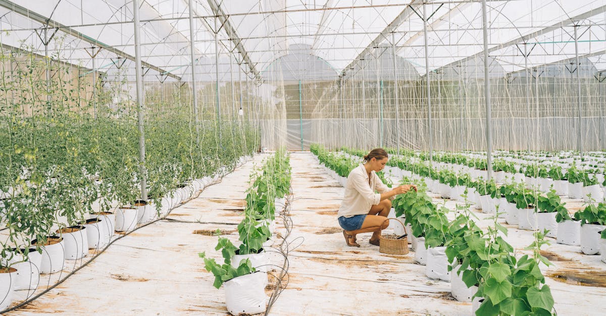 découvrez les innovations durables qui révolutionnent notre quotidien : technologies écologiques, solutions responsables et initiatives pour un avenir plus vert et respectueux de l'environnement.