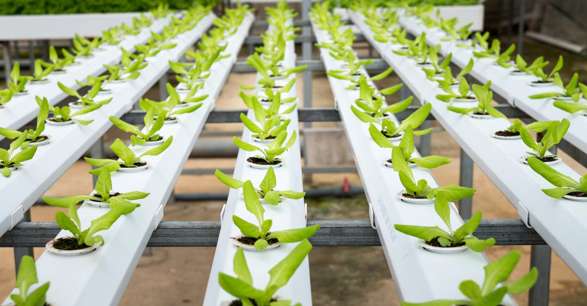 découvrez les innovations durables : des solutions écologiques et responsables pour répondre aux défis environnementaux et construire un avenir meilleur.
