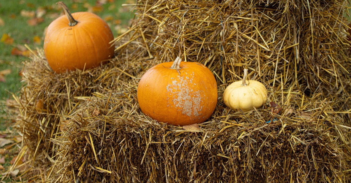 découvrez ecomondo 2025, le rendez-vous incontournable de l'économie circulaire et du développement durable, réunissant experts et innovateurs pour un avenir plus vert.