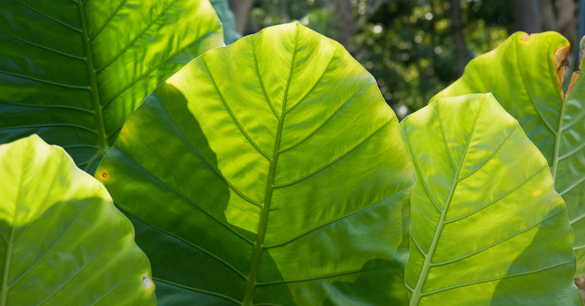 découvrez les impacts majeurs de la perturbation climatique sur notre planète et les actions essentielles pour un avenir durable.