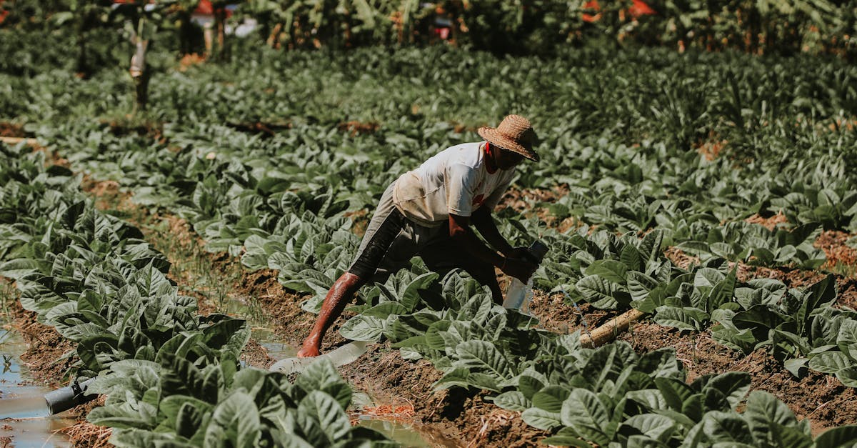 découvrez la richesse des savoirs autochtones : une exploration des connaissances traditionnelles transmises de génération en génération, essentielles pour la préservation de la culture et de l’environnement.