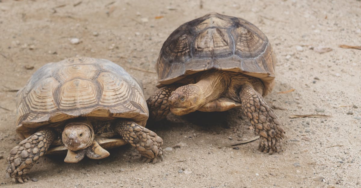 découvrez les stratégies et solutions pour l’adaptation au changement climatique : conseils, innovations et bonnes pratiques afin de réduire les impacts et favoriser la résilience des sociétés et des écosystèmes.