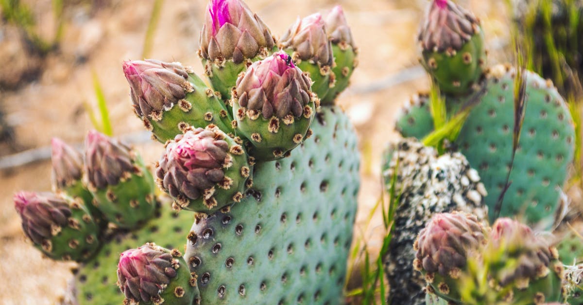 découvrez les stratégies et solutions pour l'adaptation au changement climatique afin de protéger les écosystèmes, les communautés et les économies face aux impacts environnementaux.