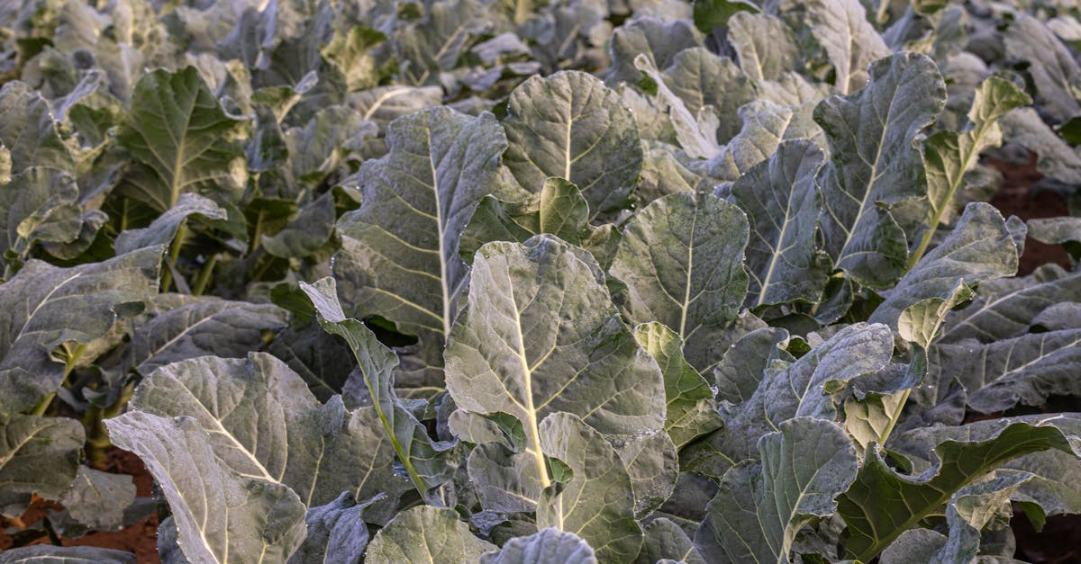 découvrez climate ally, votre partenaire engagé pour un avenir durable. ensemble, agissons contre le changement climatique grâce à des solutions innovantes et responsables.