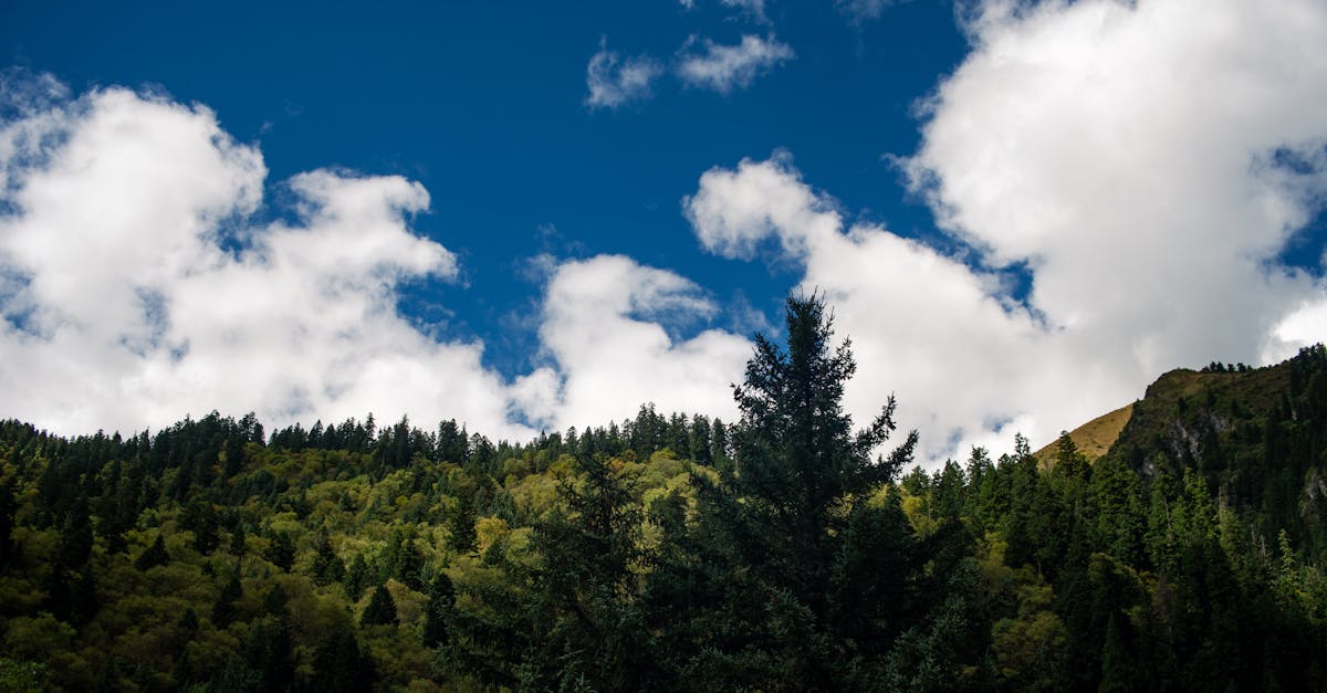 climate ally est votre partenaire engagé pour un avenir durable, offrant des solutions innovantes et des conseils personnalisés pour lutter contre le changement climatique.