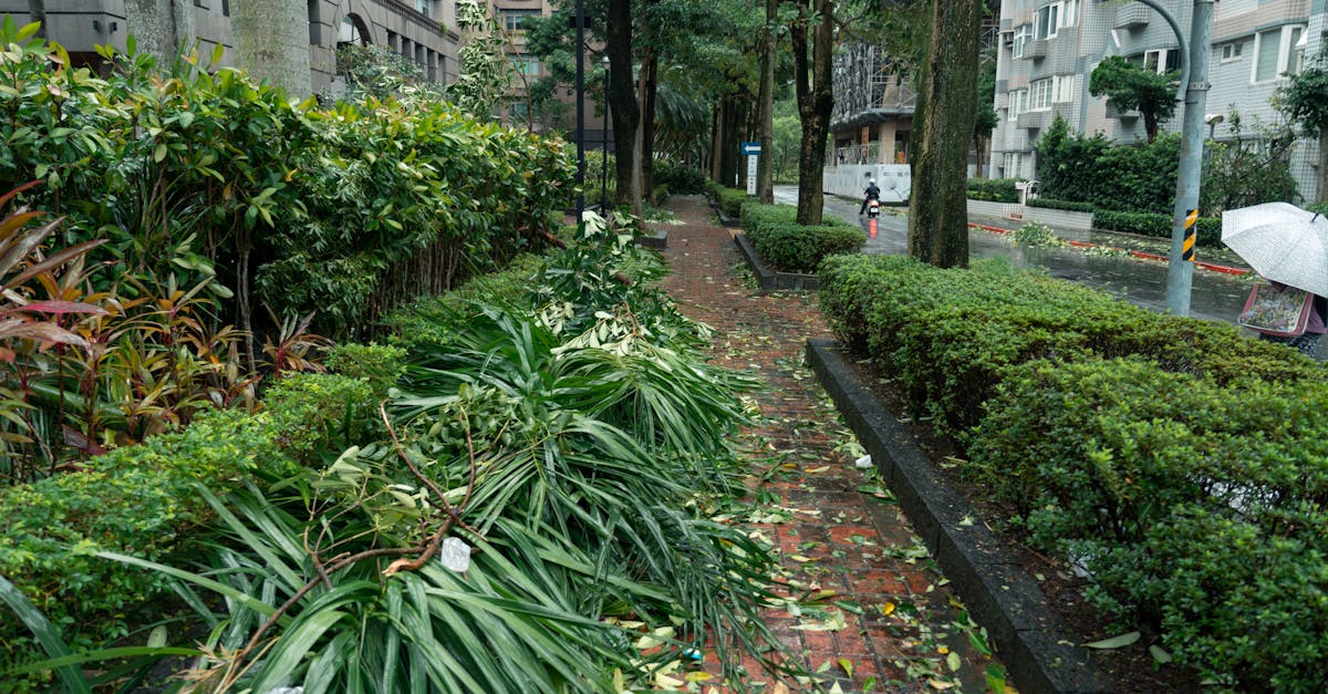 découvrez les stratégies et solutions pour l'adaptation au changement climatique afin de protéger notre environnement et nos communautés face aux défis climatiques actuels.