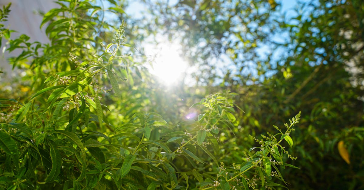 découvrez le concept de fédéralisme climatique, une approche qui favorise la collaboration entre les niveaux de gouvernement pour lutter efficacement contre le changement climatique.