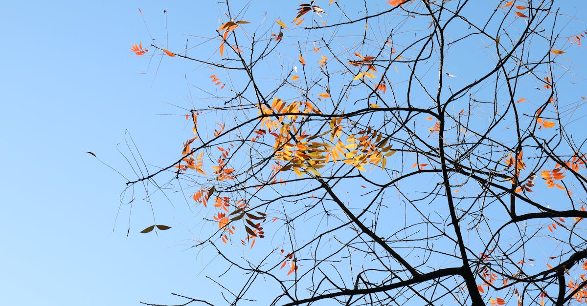 découvrez le concept de fédéralisme climatique, un cadre politique visant à coordonner l'action climatique entre différents niveaux de gouvernement pour une meilleure efficacité environnementale.