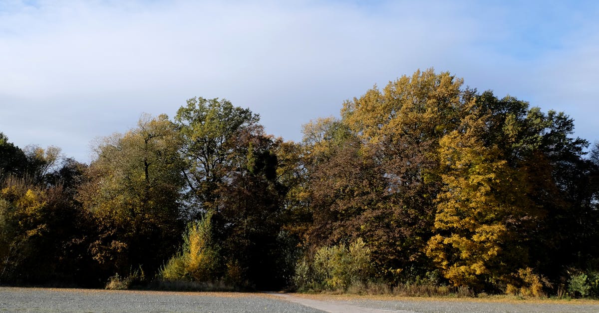 découvrez comment les investissements climatiques favorisent la transition vers une économie plus verte, soutiennent les énergies renouvelables et contribuent à la lutte contre le changement climatique.