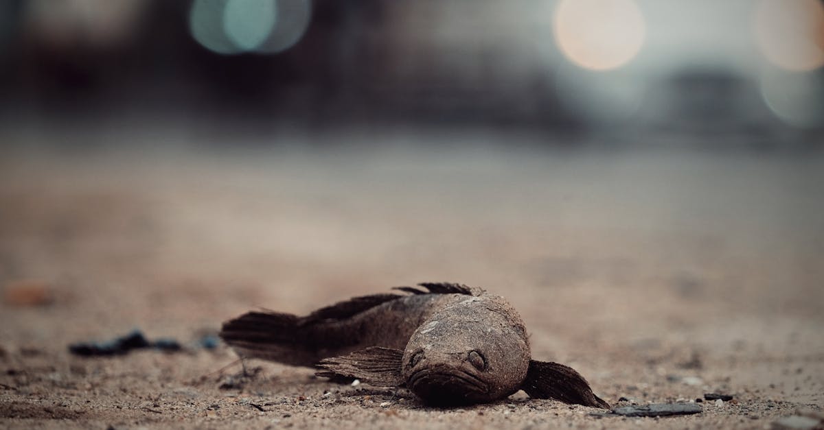 découvrez pourquoi l'urgence climatique nécessite une action immédiate, les impacts sur notre planète et les solutions pour un avenir plus durable. informez-vous et agissez dès maintenant.