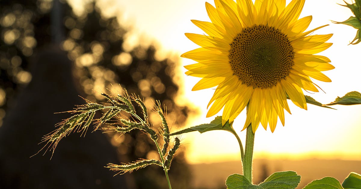 découvrez l'importance de l'environnement et comment préserver notre planète pour un avenir durable.