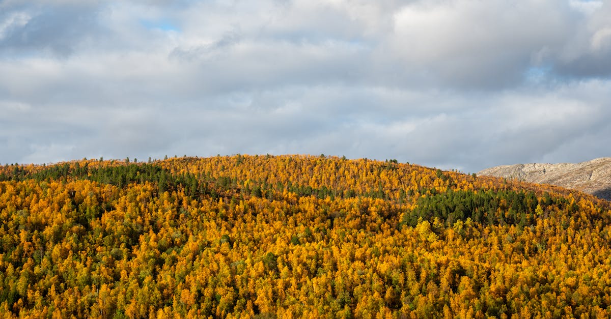découvrez les implications de la déréglementation environnementale, ses impacts sur l'écosystème, l'économie et les politiques publiques.