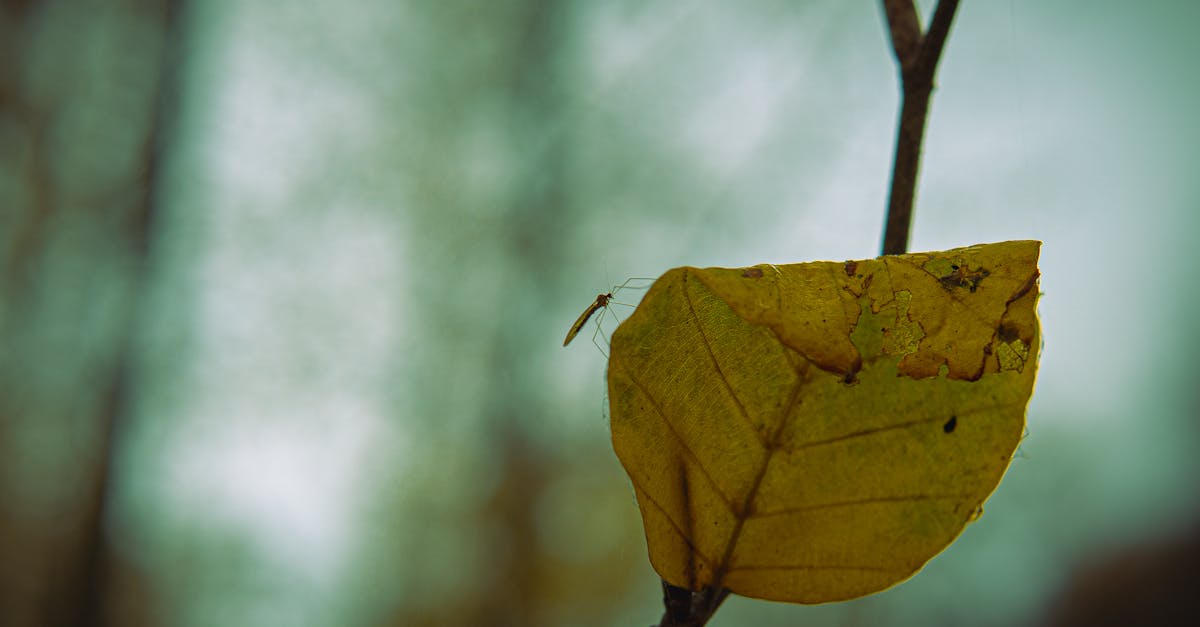 découvrez les enjeux et impacts de la déréglementation environnementale sur la protection de la nature et le développement économique.
