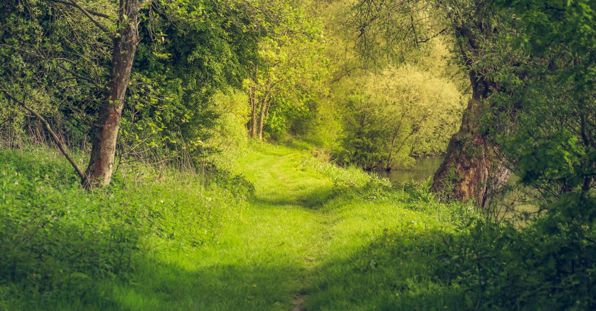 découvrez la richesse et la diversité des forêts françaises, lieux de nature préservée et de biodiversité exceptionnelle.