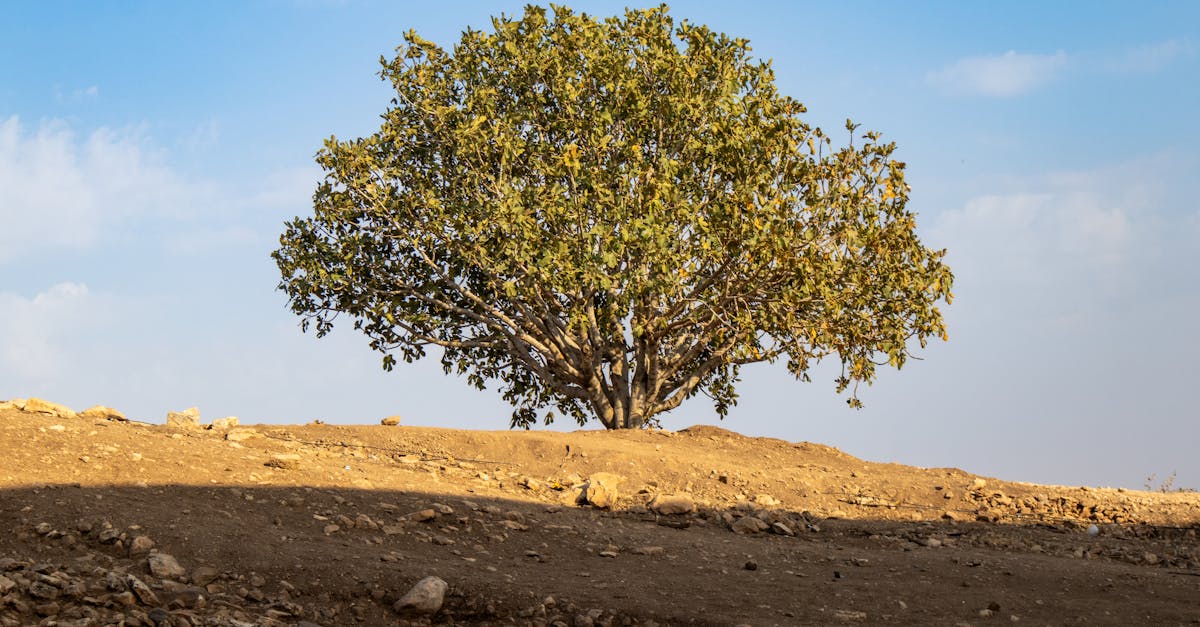découvrez comment une politique climatique inclusive favorise la participation équitable de toutes les communautés pour un avenir durable et juste.