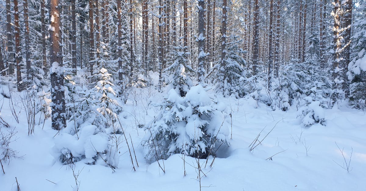 découvrez la politique climatique de la suède, ses objectifs ambitieux pour la réduction des émissions de co2 et ses initiatives en faveur du développement durable.