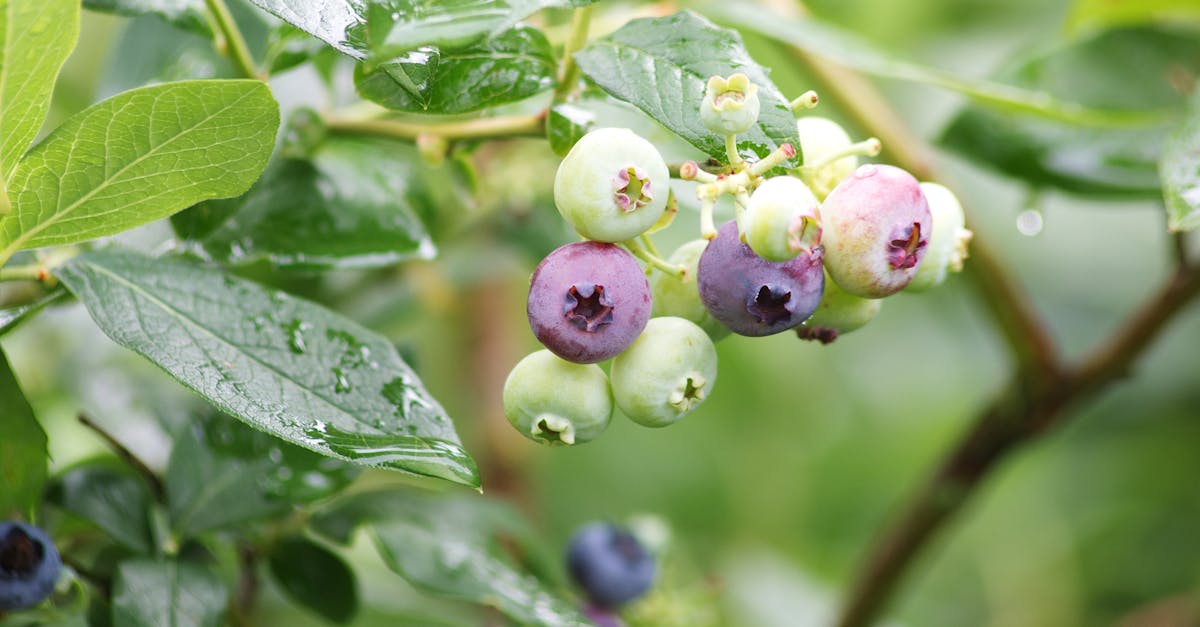 d&eacute;couvrez le european green deal, la strat&eacute;gie ambitieuse de l'union europ&eacute;enne pour un d&eacute;veloppement durable, la neutralit&eacute; carbone et la protection de l'environnement en europe.