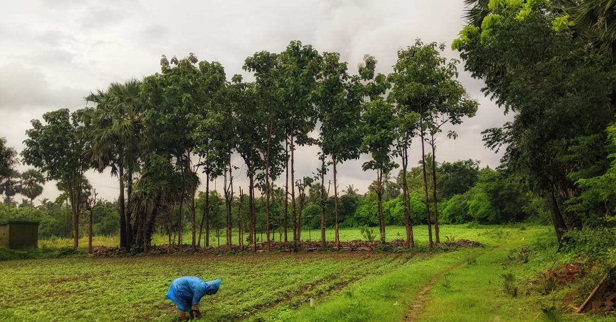 découvrez les négociations climatiques cop, un rendez-vous mondial pour discuter des actions contre le changement climatique et assurer un avenir durable.