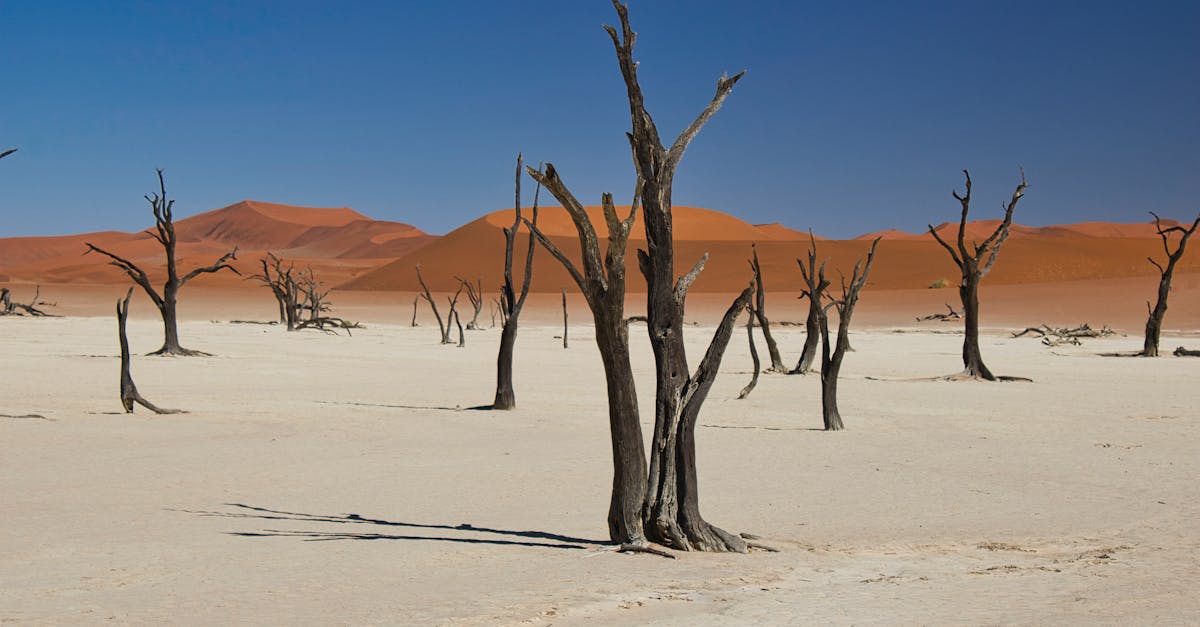 d&eacute;couvrez les ambitions climatiques et les actions pour un avenir durable et respectueux de l'environnement.