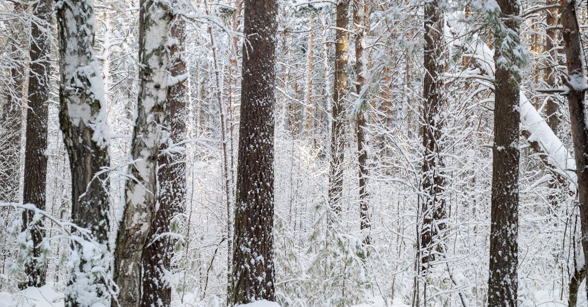 d&eacute;couvrez comment les ambitions climatiques fa&ccedil;onnent un avenir durable gr&acirc;ce &agrave; des actions concr&egrave;tes contre le changement climatique.
