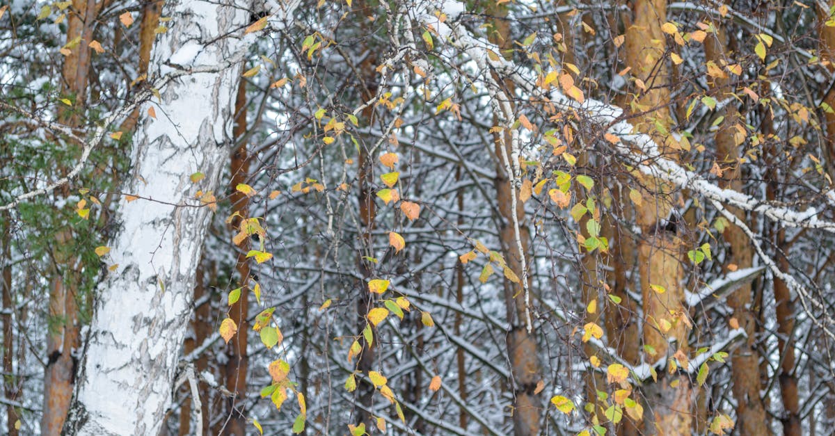 assurez votre avenir face aux aléas climatiques avec nos solutions d'assurance climatique adaptées à vos besoins.