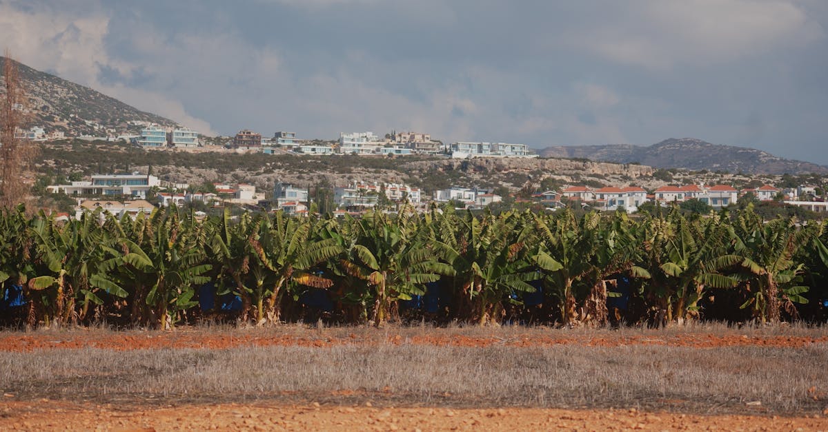 découvrez les négociations climatiques de la cop, un forum international crucial où les pays se réunissent pour discuter et agir face aux défis du changement climatique.