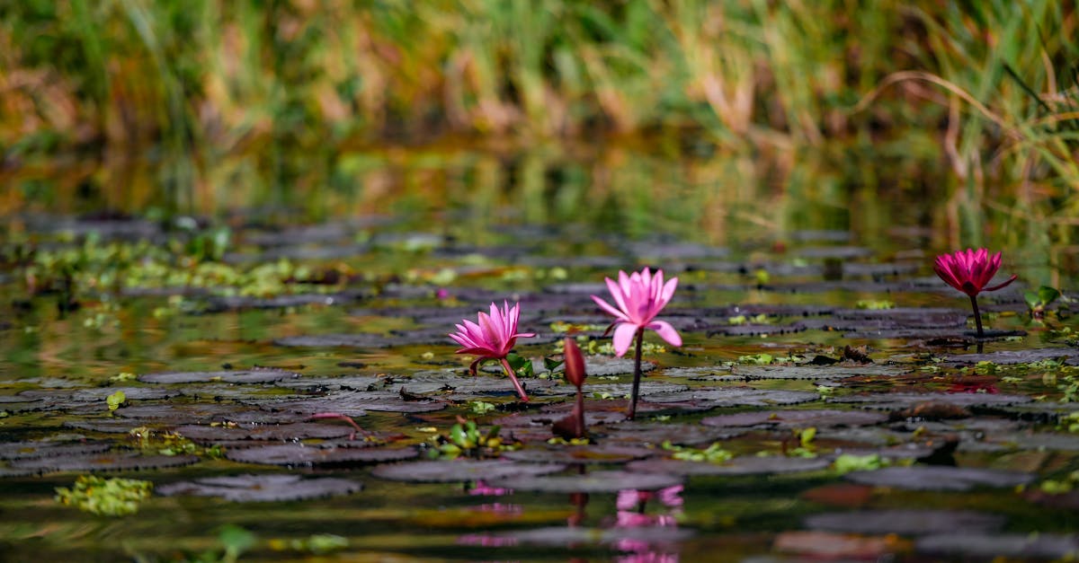 découvrez les revers environnementaux sous l'administration de donald trump et leur impact sur les politiques écologiques.