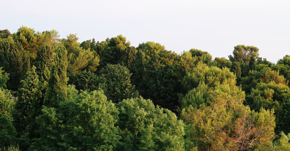 découvrez les revers environnementaux survenus sous l'administration de donald trump, leurs impacts et les controverses associées.