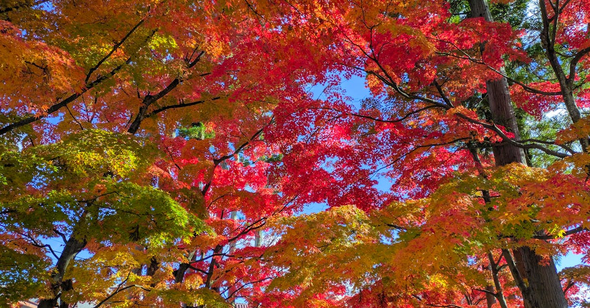 analyse de l'inaction climatique du japon : enjeux, impacts et perspectives pour un avenir durable face aux d&eacute;fis environnementaux.