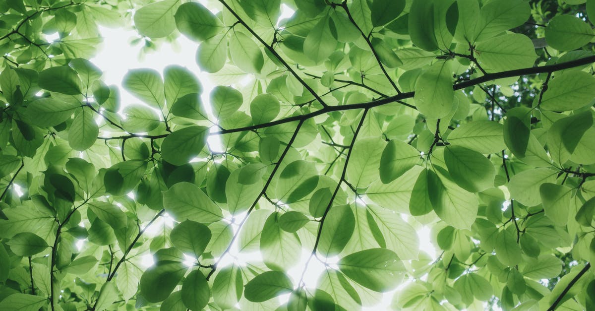 analyse de l'inaction du gouvernement japonais face aux enjeux climatiques et ses cons&eacute;quences sur l'environnement.