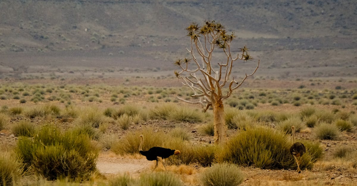 d&eacute;couvrez les strat&eacute;gies innovantes d'adaptation au changement climatique en afrique pour prot&eacute;ger l'environnement et soutenir les communaut&eacute;s locales.