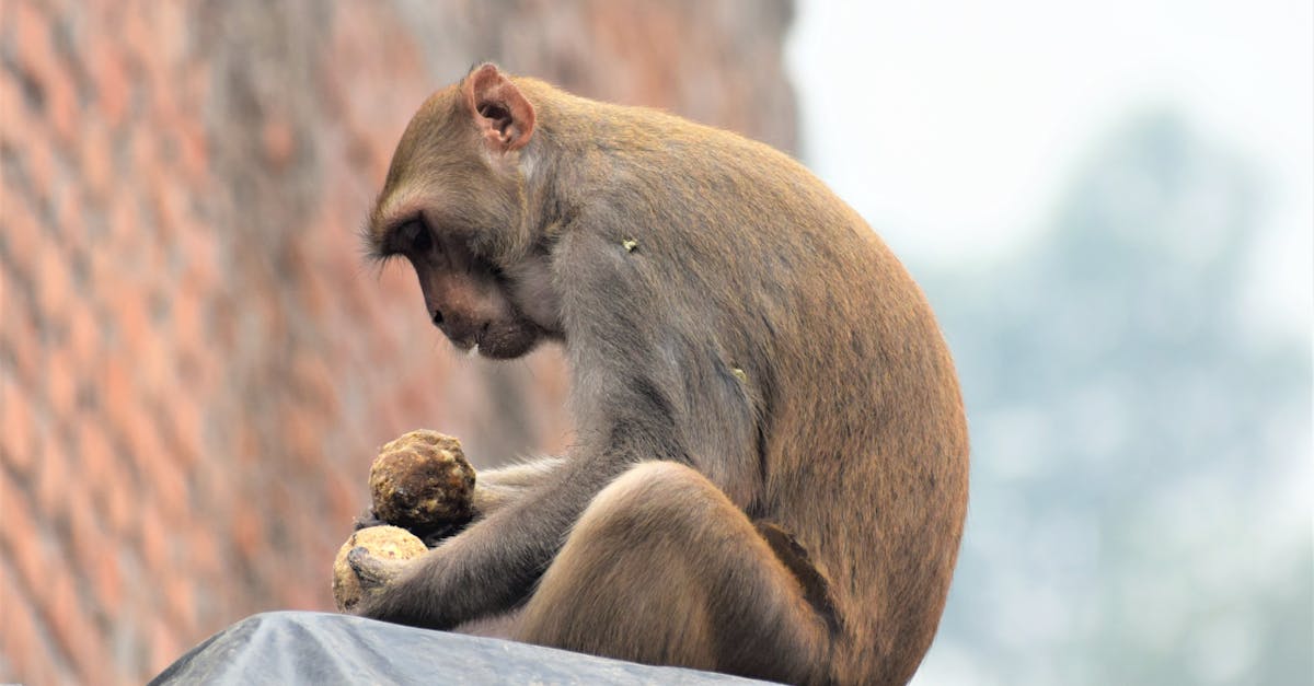 d&eacute;couvrez les strat&eacute;gies et initiatives d'adaptation au changement climatique en afrique pour construire un avenir durable et r&eacute;silient.