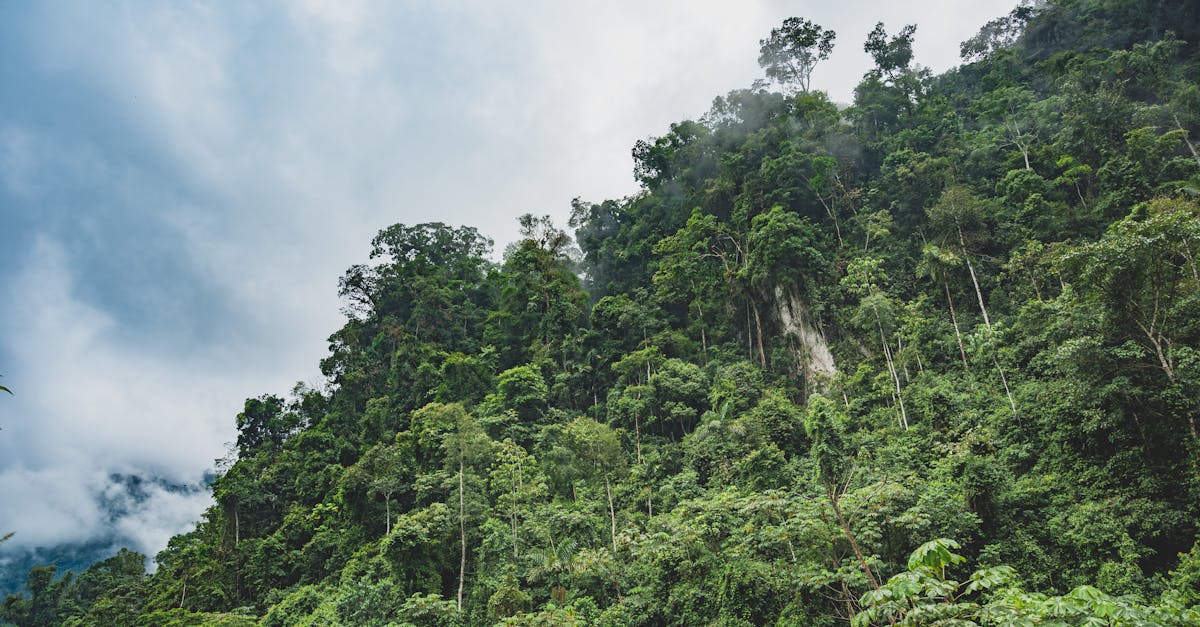 découvrez l'importance de la biodiversité dans la lutte contre le changement climatique et comment protéger notre planète pour un avenir durable.