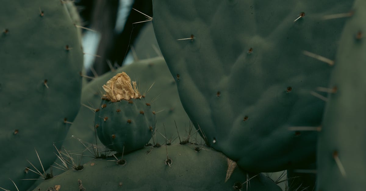 d&eacute;couvrez les strat&eacute;gies et solutions pour l'adaptation au changement climatique afin de prot&eacute;ger les communaut&eacute;s, les &eacute;cosyst&egrave;mes et les &eacute;conomies face aux impacts environnementaux.