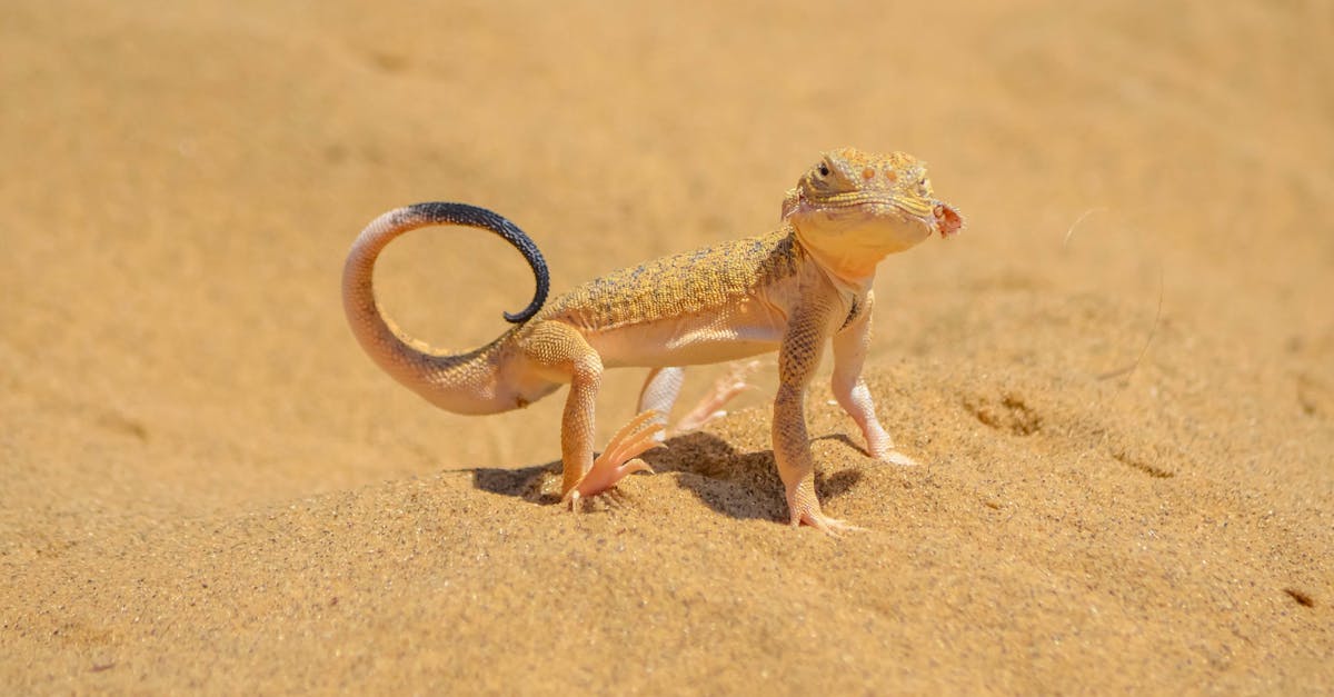 d&eacute;couvrez les strat&eacute;gies et solutions pour l'adaptation au changement climatique afin de prot&eacute;ger les communaut&eacute;s et les &eacute;cosyst&egrave;mes face aux impacts environnementaux.