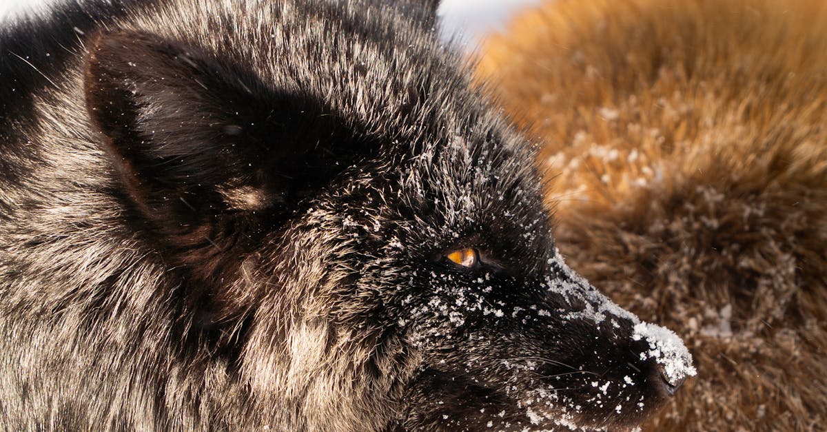 d&eacute;couvrez les strat&eacute;gies et solutions innovantes pour l'adaptation au changement climatique, afin de prot&eacute;ger les &eacute;cosyst&egrave;mes, les communaut&eacute;s et les infrastructures face aux d&eacute;fis environnementaux.