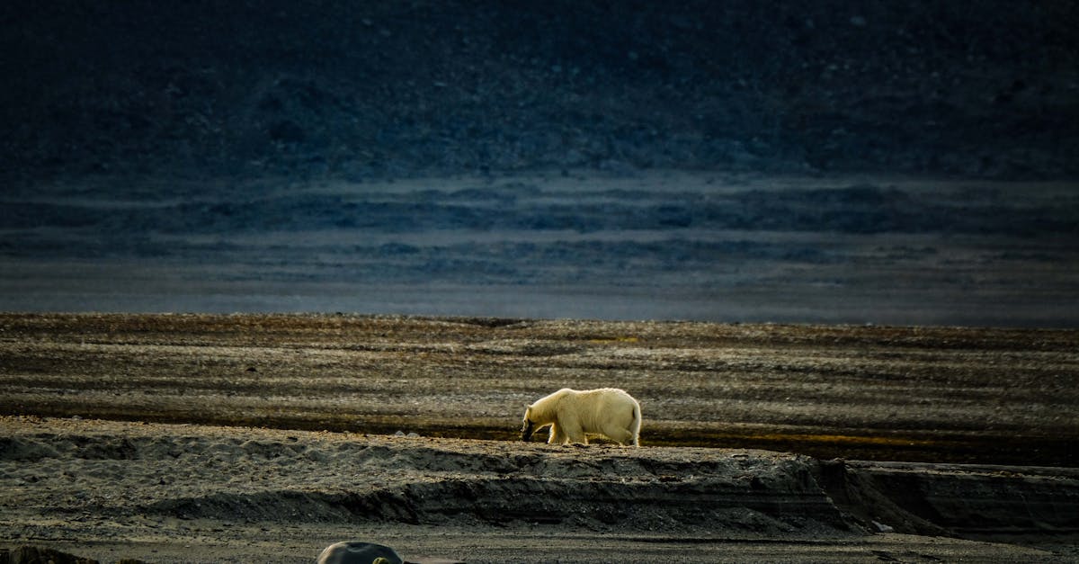 découvrez les stratégies et solutions pour l'adaptation au changement climatique, afin de protéger les écosystèmes, les communautés et les économies face aux impacts environnementaux.