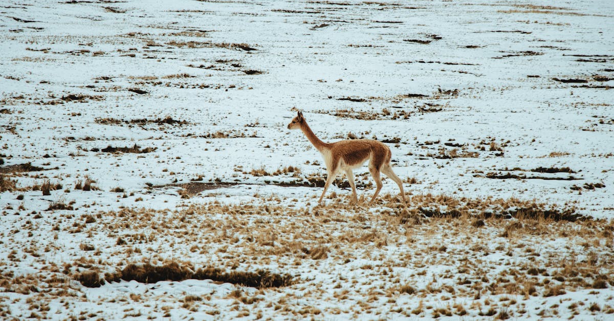 découvrez les stratégies et actions pour s'adapter aux impacts du changement climatique et protéger notre environnement et nos communautés.